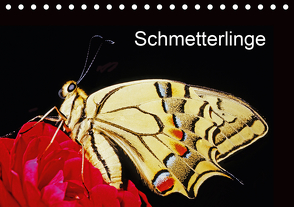 Schmetterlinge (Tischkalender 2021 DIN A5 quer) von / Bachmeier / Huwiler / Krause / Kreuter / Schreiter / Steinkamp,  McPHOTO
