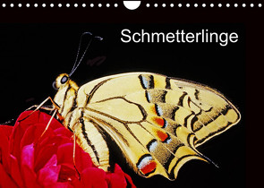 Schmetterlinge (Wandkalender 2022 DIN A4 quer) von / Bachmeier / Huwiler / Krause / Kreuter / Schreiter / Steinkamp,  McPHOTO