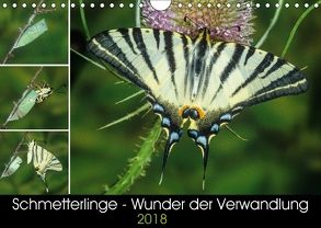 Schmetterlinge – Wunder der Verwandlung (Wandkalender 2018 DIN A4 quer) von Eisenreich,  Wilhelm