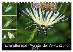 Schmetterlinge – Wunder der Verwandlung (Wandkalender 2024 DIN A3 quer), CALVENDO Monatskalender von Eisenreich,  Wilhelm