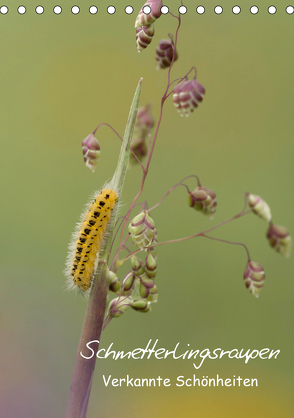 Schmetterlingsraupen – Verkannte Schönheiten (Tischkalender 2020 DIN A5 hoch) von Pelzer (Pelzer-Photography),  Claudia