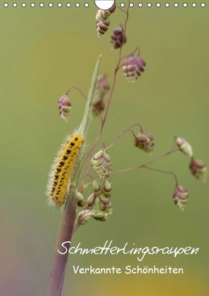 Schmetterlingsraupen – Verkannte Schönheiten (Wandkalender 2019 DIN A4 hoch) von Pelzer (Pelzer-Photography),  Claudia