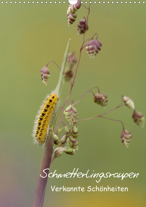 Schmetterlingsraupen – Verkannte Schönheiten (Wandkalender 2020 DIN A3 hoch) von Pelzer (Pelzer-Photography),  Claudia
