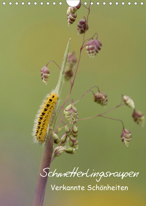 Schmetterlingsraupen – Verkannte Schönheiten (Wandkalender 2021 DIN A4 hoch) von Pelzer (Pelzer-Photography),  Claudia