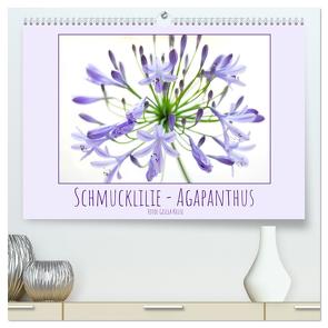 Schmucklilie – Agapanthus (hochwertiger Premium Wandkalender 2024 DIN A2 quer), Kunstdruck in Hochglanz von Kruse,  Gisela