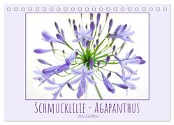 Schmucklilie – Agapanthus (Tischkalender 2024 DIN A5 quer), CALVENDO Monatskalender von Kruse,  Gisela