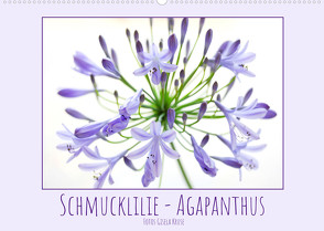 Schmucklilie – Agapanthus (Wandkalender 2022 DIN A2 quer) von Kruse,  Gisela