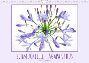 Schmucklilie – Agapanthus (Wandkalender 2023 DIN A4 quer) von Kruse,  Gisela