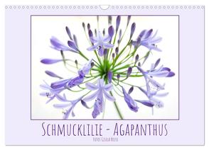 Schmucklilie – Agapanthus (Wandkalender 2024 DIN A3 quer), CALVENDO Monatskalender von Kruse,  Gisela
