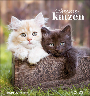 Schmusekatzen 2023 – Postkartenkalender 16×17 cm – Katzen – zum Aufstellen oder Aufhängen – Monatskalendarium – Gadget – Mitbringsel – Alpha Edition