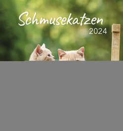 Schmusekatzen 2024 von Korsch Verlag