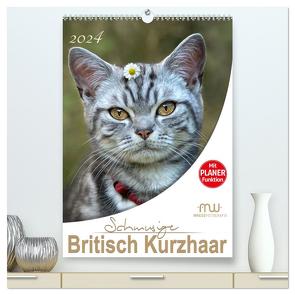 Schmusige Britisch Kurzhaar (hochwertiger Premium Wandkalender 2024 DIN A2 hoch), Kunstdruck in Hochglanz von Wrede,  Martina