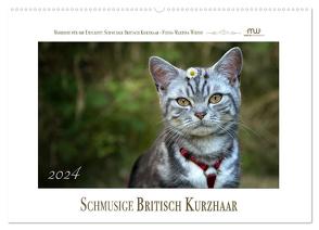 Schmusige Britisch Kurzhaar (Wandkalender 2024 DIN A2 quer), CALVENDO Monatskalender von Wrede,  Martina