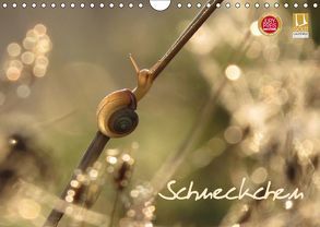 Schneckchen (Wandkalender 2019 DIN A4 quer) von Doberstein,  Judith