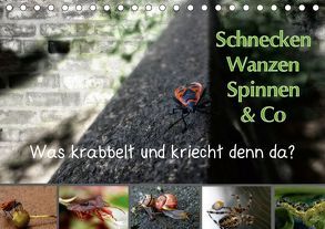 Schnecken, Wanzen, Spinnen und Co…Was krabbelt und kriecht denn da? (Tischkalender 2019 DIN A5 quer) von Brinker,  Sabine