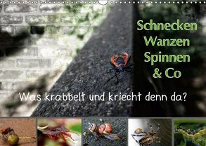 Schnecken, Wanzen, Spinnen und Co…Was krabbelt und kriecht denn da? (Wandkalender 2019 DIN A3 quer) von Brinker,  Sabine