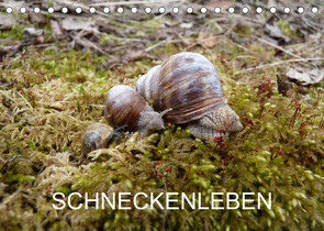Schneckenleben (Tischkalender 2023 DIN A5 quer) von Schlüfter,  Elken