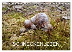 Schneckenleben (Tischkalender 2024 DIN A5 quer), CALVENDO Monatskalender von Schlüfter,  Elken