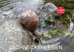 Schneckenleben (Wandkalender 2019 DIN A3 quer) von Schlüfter,  Elken