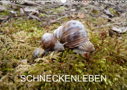 Schneckenleben (Wandkalender 2023 DIN A3 quer) von Schlüfter,  Elken