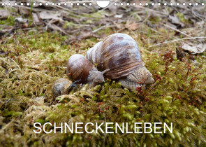 Schneckenleben (Wandkalender 2023 DIN A4 quer) von Schlüfter,  Elken