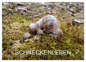 Schneckenleben (Wandkalender 2024 DIN A3 quer), CALVENDO Monatskalender von Schlüfter,  Elken