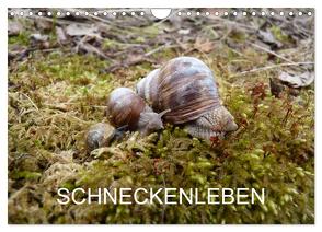 Schneckenleben (Wandkalender 2024 DIN A4 quer), CALVENDO Monatskalender von Schlüfter,  Elken