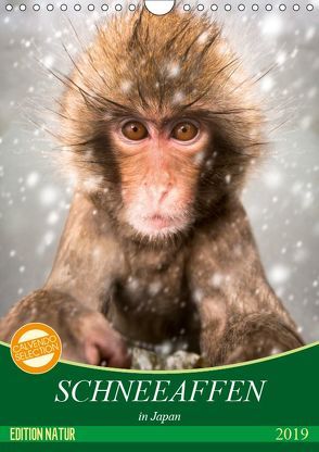 Schneeaffen in Japan (Wandkalender 2019 DIN A4 hoch) von Christopher Becke,  Jan