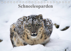 Schneeleoparden (Tischkalender 2023 DIN A5 quer) von Cloudtail