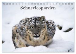 Schneeleoparden (Tischkalender 2024 DIN A5 quer), CALVENDO Monatskalender von Cloudtail,  Cloudtail