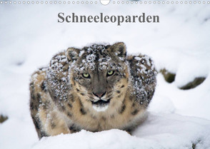 Schneeleoparden (Wandkalender 2022 DIN A3 quer) von Cloudtail