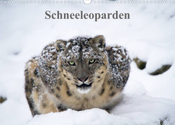 Schneeleoparden (Wandkalender 2023 DIN A3 quer) von Cloudtail