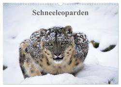 Schneeleoparden (Wandkalender 2024 DIN A3 quer), CALVENDO Monatskalender von Cloudtail,  Cloudtail