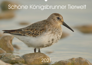 Schöne Königsbrunner Tierwelt (Wandkalender 2021 DIN A2 quer) von Andreas Lederle,  Kevin
