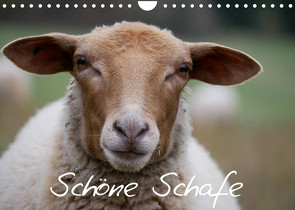 Schöne Schafe (Wandkalender 2022 DIN A4 quer) von Kelle-Dingel,  Cordula