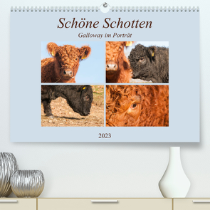 Schöne Schotten – Galloway im Porträt (Premium, hochwertiger DIN A2 Wandkalender 2023, Kunstdruck in Hochglanz) von Bölts,  Meike