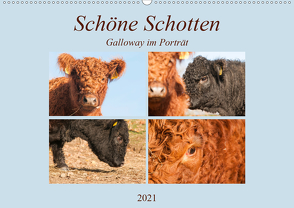 Schöne Schotten – Galloway im Porträt (Wandkalender 2021 DIN A2 quer) von Bölts,  Meike