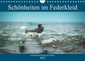 Schönheiten im Federkleid – Heimische Wildvögel im Portrait (Wandkalender 2023 DIN A4 quer) von Grahneis,  Sabine