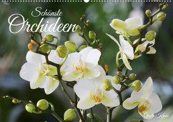 Schönste Orchideen (Wandkalender 2024 DIN A2 quer), CALVENDO Monatskalender von Kruse,  Gisela