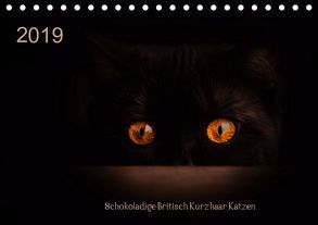 Schokoladige Britisch Kurzhaar Katzen (Tischkalender 2019 DIN A5 quer) von Bürger,  Janina