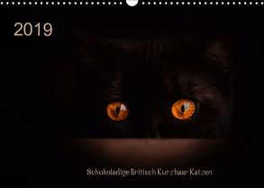 Schokoladige Britisch Kurzhaar Katzen (Wandkalender 2019 DIN A3 quer) von Bürger,  Janina