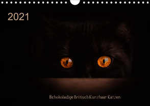 Schokoladige Britisch Kurzhaar Katzen (Wandkalender 2021 DIN A4 quer) von Bürger,  Janina