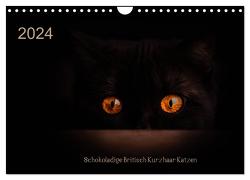 Schokoladige Britisch Kurzhaar Katzen (Wandkalender 2024 DIN A4 quer), CALVENDO Monatskalender von Bürger,  Janina