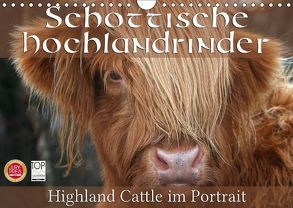 Schottische Hochlandrinder – Highland Cattle im Portrait (Wandkalender 2018 DIN A4 quer) von Cross,  Martina