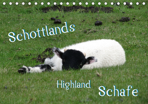 Schottlands Highland Schafe (Tischkalender 2021 DIN A5 quer) von ~bwd~