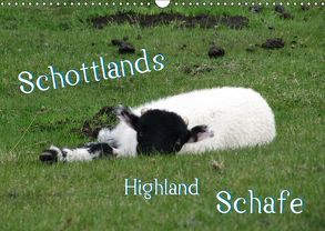 Schottlands Highland Schafe (Wandkalender 2019 DIN A3 quer) von ~bwd~
