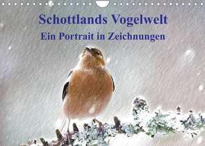 Schottlands Vogelwelt – Ein Porträt in Zeichnungen (Wandkalender 2023 DIN A4 quer) von Küster,  Friederike