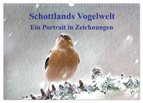 Schottlands Vogelwelt – Ein Porträt in Zeichnungen (Wandkalender 2024 DIN A3 quer), CALVENDO Monatskalender von Küster,  Friederike