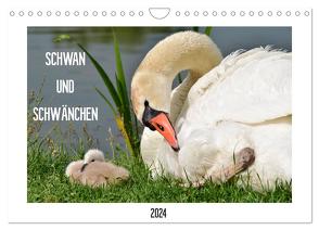 SCHWAN UND SCHWÄNCHEN (Wandkalender 2024 DIN A4 quer), CALVENDO Monatskalender von Gaudig,  Marlise