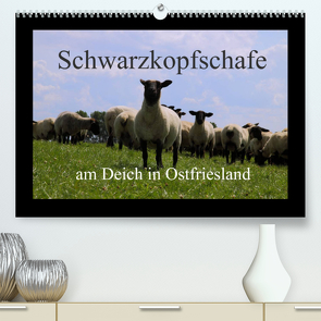Schwarzkopfschafe am Deich in Ostfriesland (Premium, hochwertiger DIN A2 Wandkalender 2022, Kunstdruck in Hochglanz) von Poetsch,  Rolf